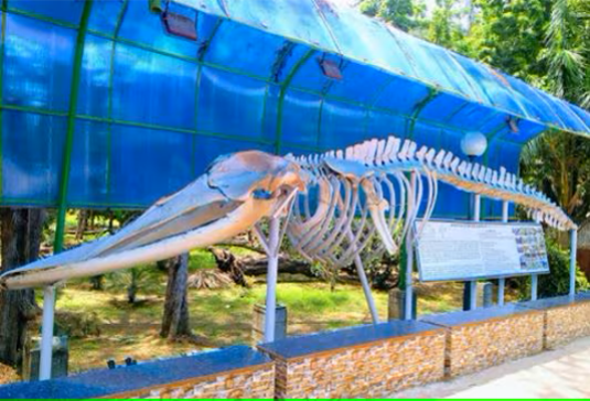 Marine Aquarium with a large skeleton of a marine animal on display